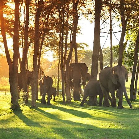 Three Cities Thorntree River Lodge リビングストン エクステリア 写真